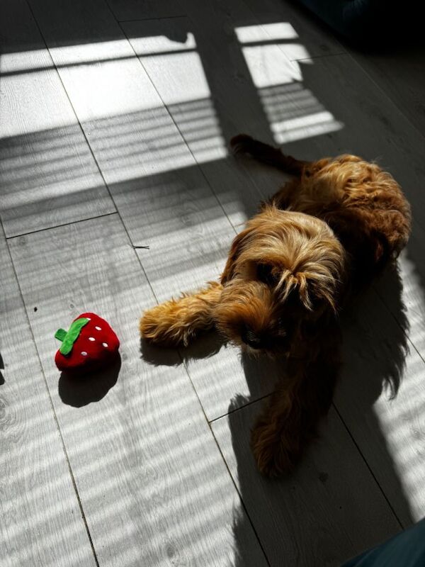 5 month old cockapoo for sale - urgent