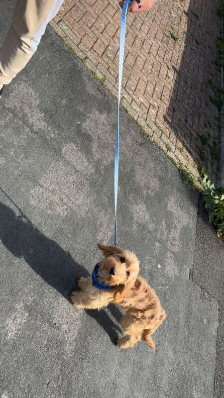 5 month old cockapoo for sale - urgent - Image 2 of 4