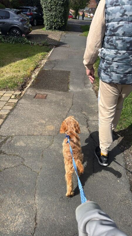 5 month old cockapoo for sale - urgent - Image 3 of 4
