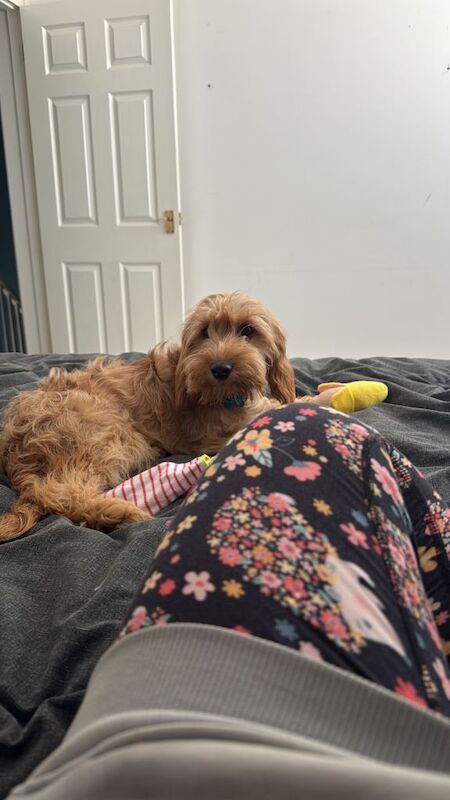 5 month old cockapoo for sale - urgent - Image 4 of 4
