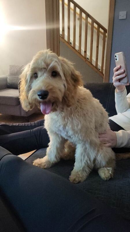 Cockapoo puppies for sale in Cookstown, County Tyrone – 5 months old