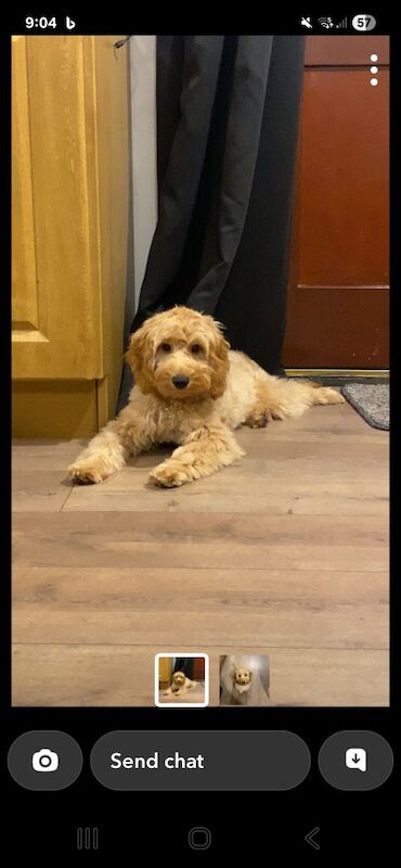 Cockapoo puppies for sale in Cookstown, County Tyrone – 5 months old - Image 2 of 2