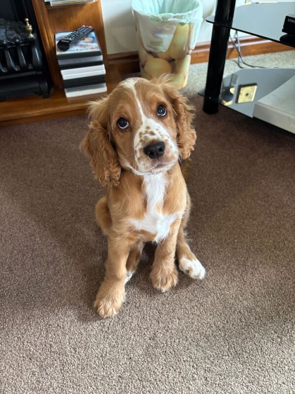 5 months old Cockapoo for sale - Image 2 of 4