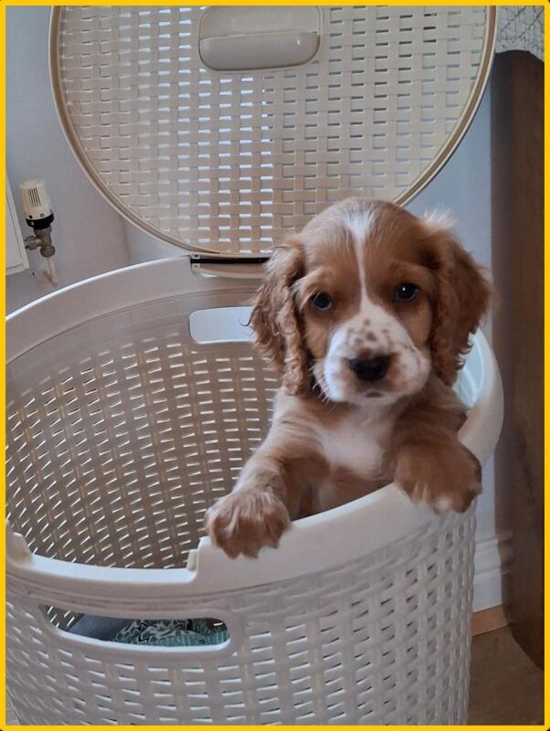 5 months old Cockapoo for sale - Image 3 of 4