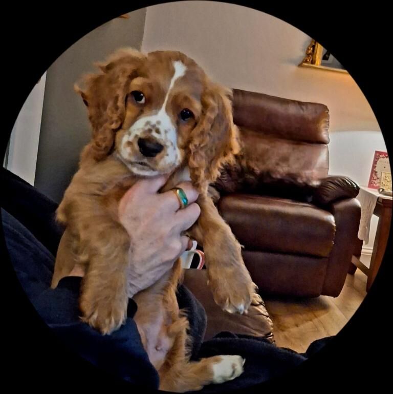 5 months old Cockapoo for sale - Image 4 of 4
