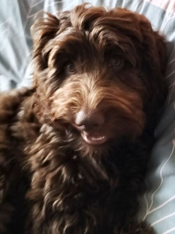 5 MTH old cocapoo for sale in Bridgend / Pen-y-bont ar Ogwr, Mid Glamorgan