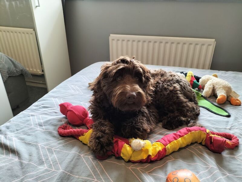 5 MTH old cocapoo for sale in Bridgend / Pen-y-bont ar Ogwr, Mid Glamorgan | Image 2