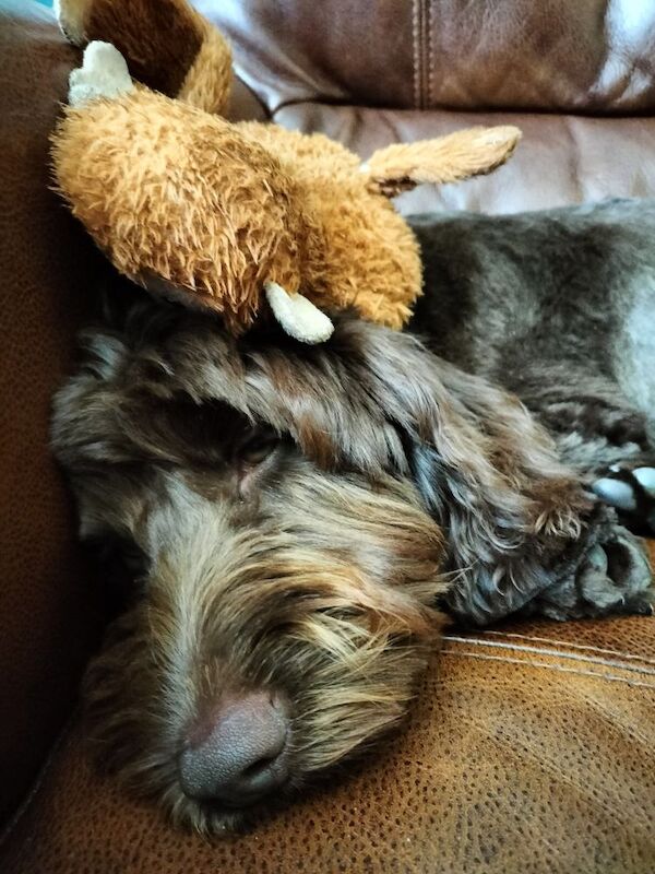 5 MTH old cocapoo for sale in Bridgend / Pen-y-bont ar Ogwr, Mid Glamorgan | Image 3
