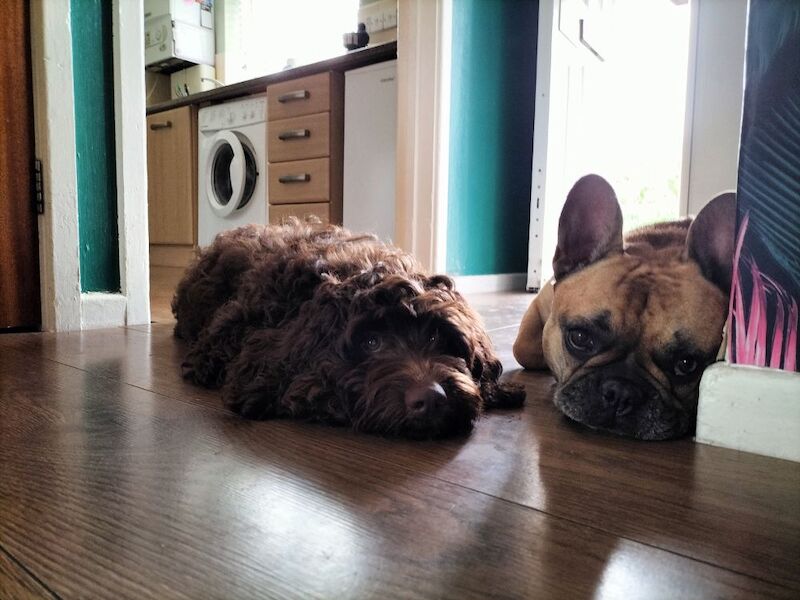 5 MTH old cocapoo for sale in Bridgend / Pen-y-bont ar Ogwr, Mid Glamorgan | Image 4