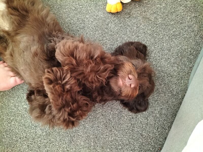 5 MTH old cocapoo for sale in Bridgend / Pen-y-bont ar Ogwr, Mid Glamorgan - Image 5