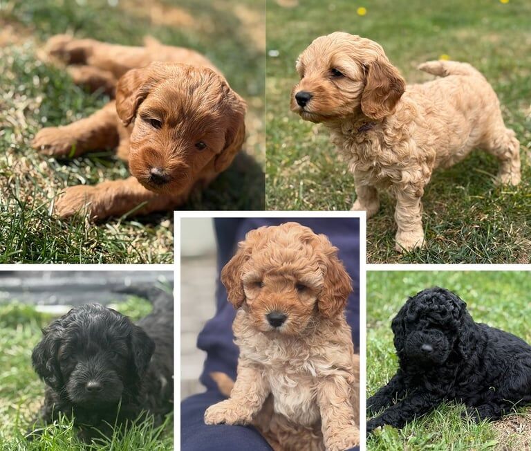 Cockapoo puppies for sale in Houghton-le-Spring, Tyne and Wear – KC registered, 5 weeks old