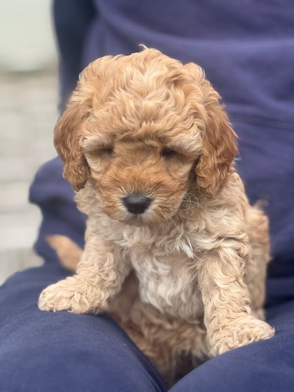 Cockapoo puppies for sale in Houghton-le-Spring, Tyne and Wear – KC registered, 5 weeks old - Image 2 of 3