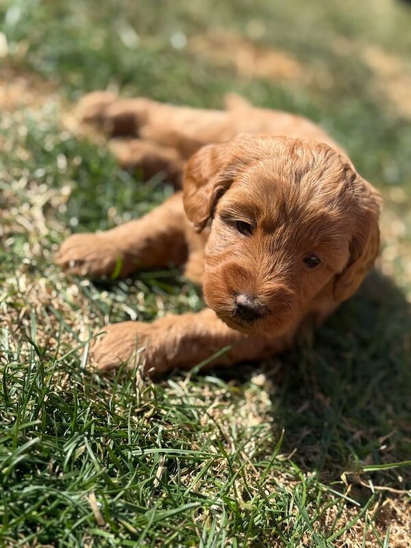 Cockapoo puppies for sale in Houghton-le-Spring, Tyne and Wear – KC registered, 5 weeks old - Image 3 of 3