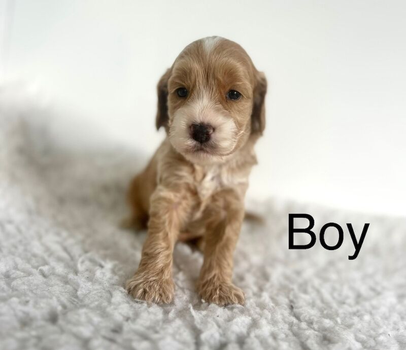 5 stunning cockapoo girls and boys for sale in Upwell Norfolk | Image 4