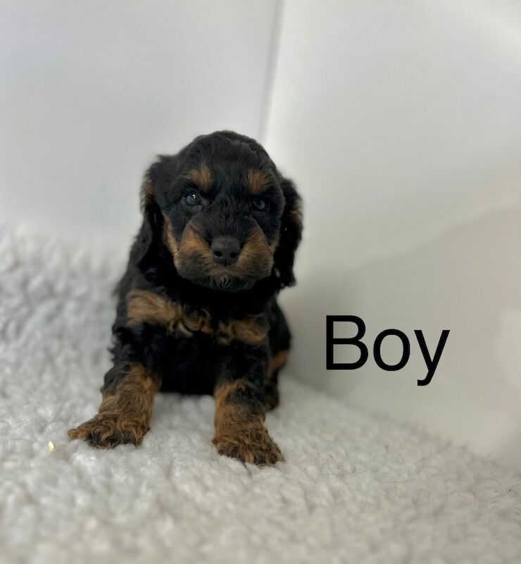 5 stunning Cockapoo puppies 🐶 for sale in Upwell, Norfolk - Image 4
