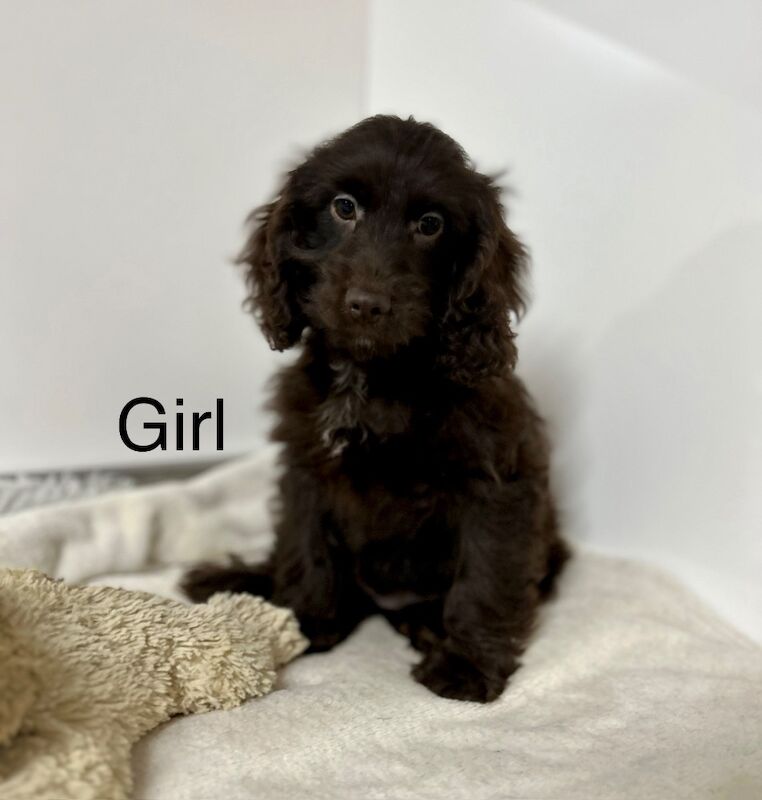 Cockapoo puppies for sale in Wisbech, Cambridgeshire – 12 weeks old