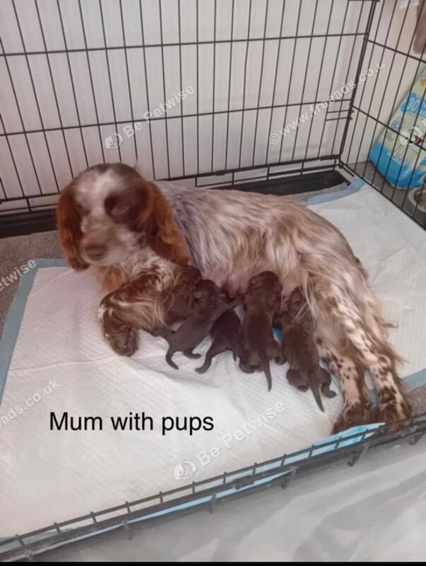 5 stunning F1 cockerpoo puppies for sale in Chipping Ongar, Essex