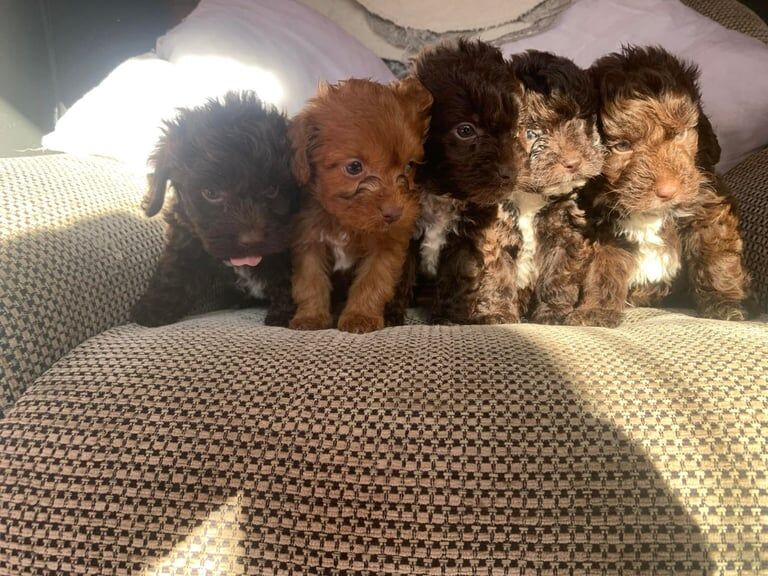 5 stunning F1 cockerpoo puppies for sale in Chipping Ongar, Essex | Image 3