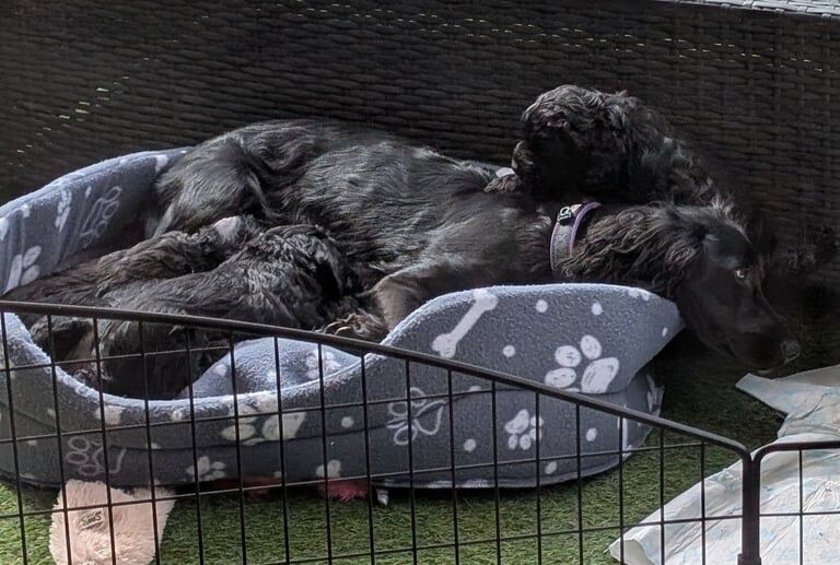 Cockapoo puppies for sale in Rochdale, Greater Manchester – KC registered, 10 months old - Image 2 of 3