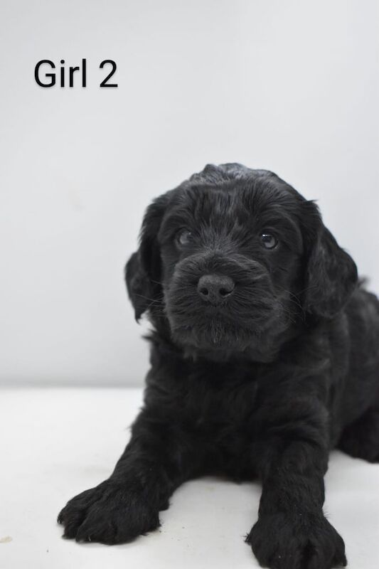 Cockapoo puppies for sale in Rochdale, Greater Manchester – KC registered, 10 months old - Image 3 of 3