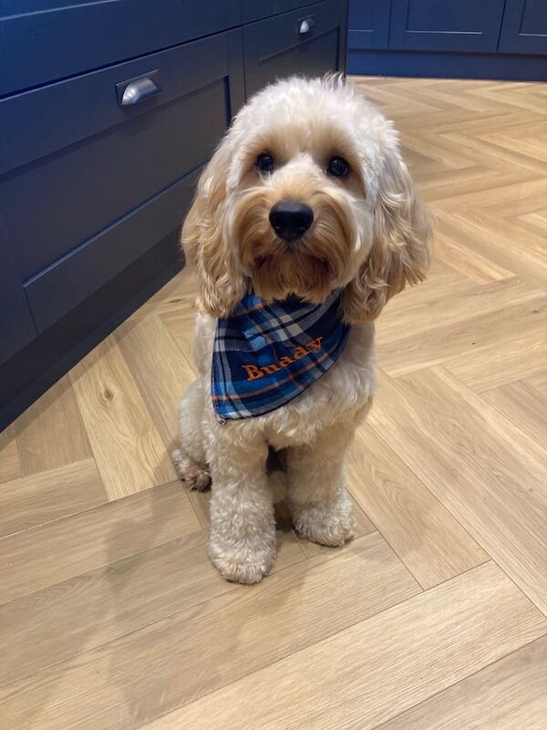 5 year old Cockapoo looking for new home for sale in Ballyclare, County Antrim