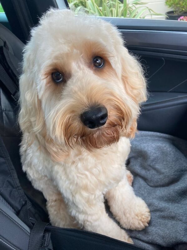 Cockapoo puppies for sale in Ballyclare, County Antrim – 4 years old - Image 2 of 3