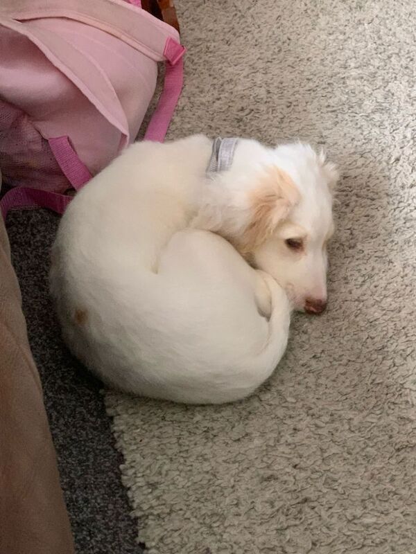 5month old f1b cockapoo - Image 2 of 3