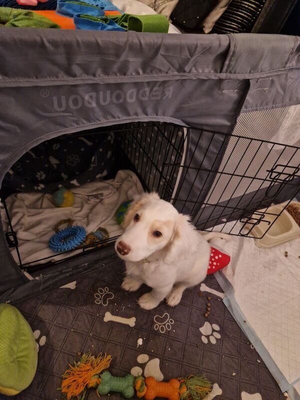 5month old f1b cockapoo - Image 3 of 3