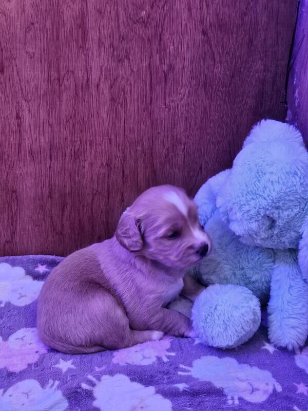 Cockapoo puppies for sale in Northamptonshire – 10 months old - Image 3 of 4