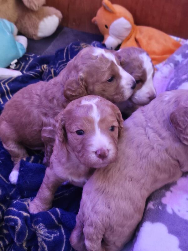 Cockapoo puppies for sale in Northamptonshire – 10 months old - Image 4 of 4