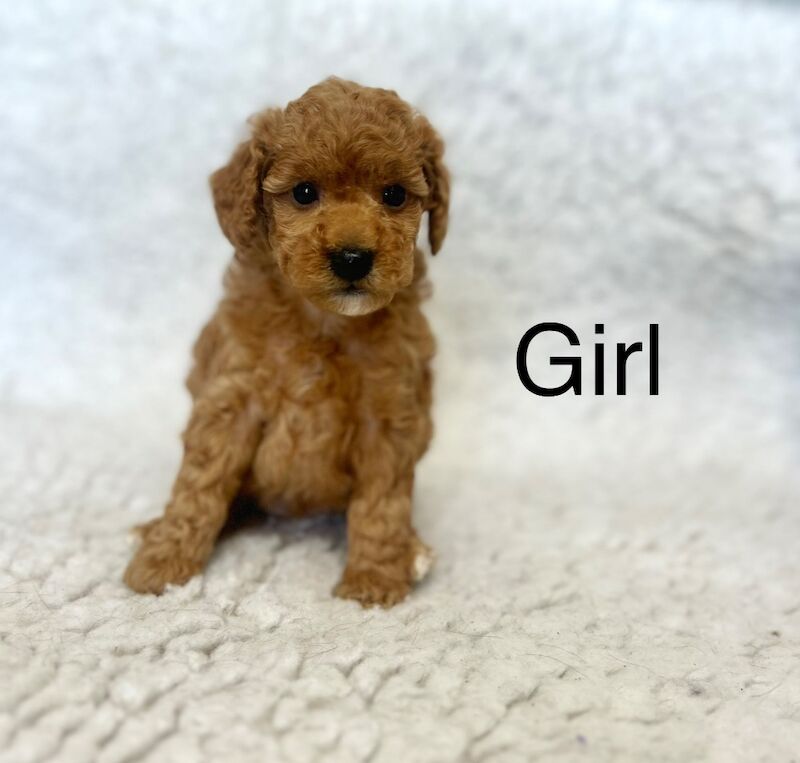 6 beautiful cockapoo puppies for sale in Upwell, Norfolk | Image 2