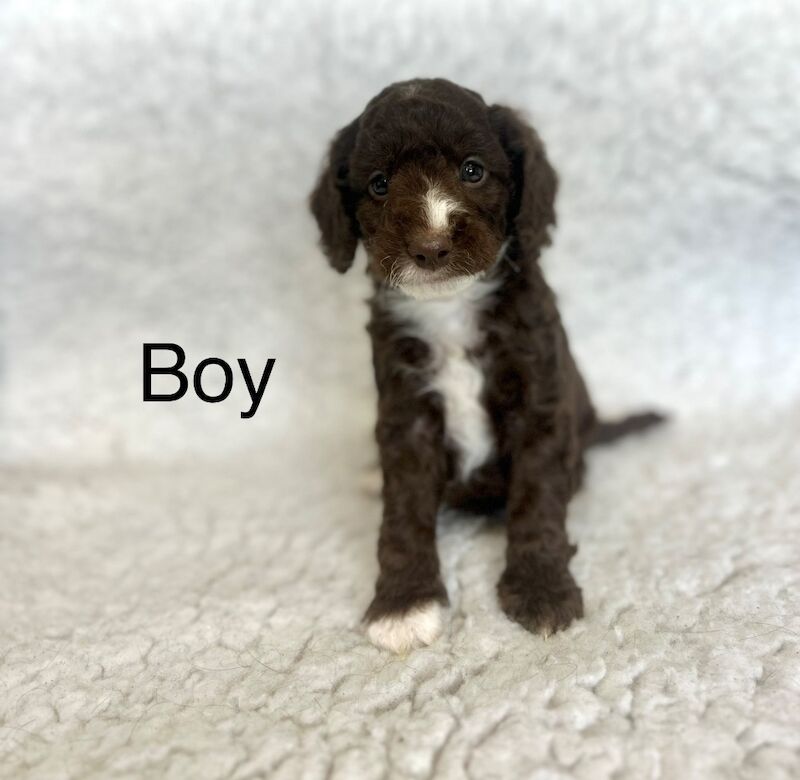 6 beautiful cockapoo puppies for sale in Upwell, Norfolk | Image 4