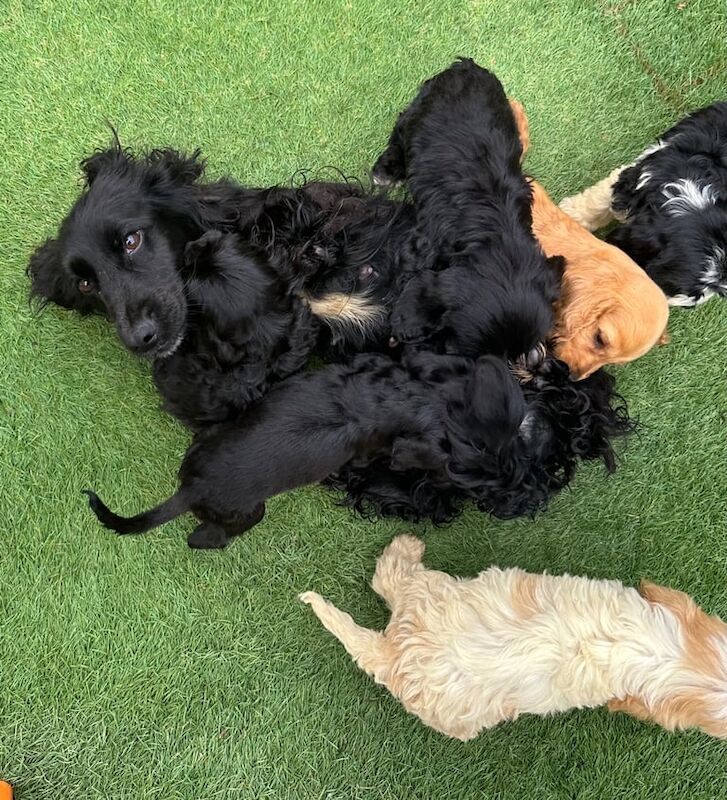 Cockapoo puppies for sale in Rumney / Rhymni, South Glamorgan – 9 weeks old