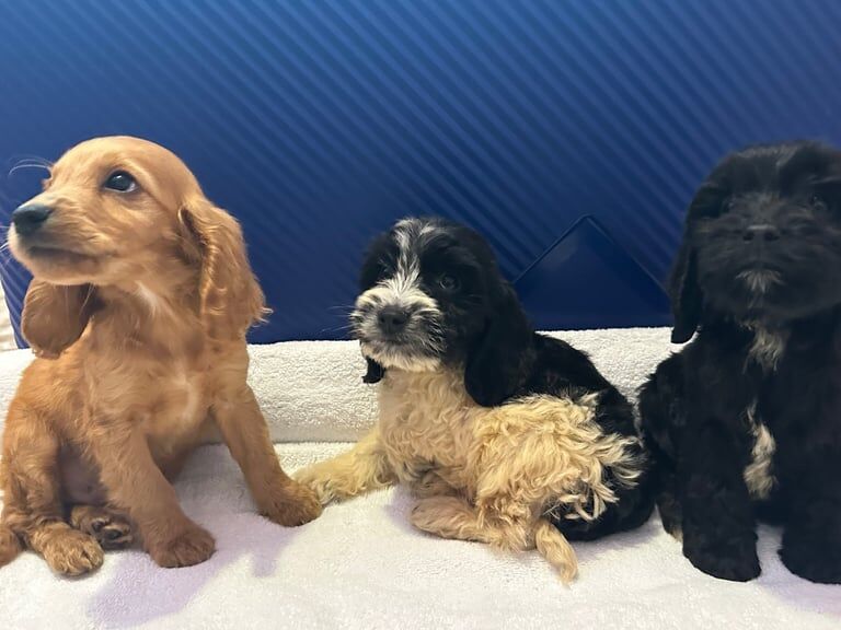 Cockapoo puppies for sale in Rumney / Rhymni, South Glamorgan – 9 weeks old - Image 3 of 3