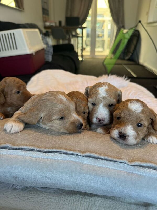 Cockapoo puppies for sale in Weymouth, Dorset – 10 months old - Image 2 of 3