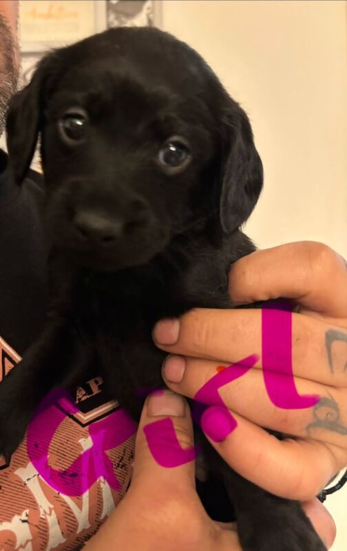 Cockapoo puppies for sale in Bracknell, Berkshire – 7 weeks old - Image 2 of 5