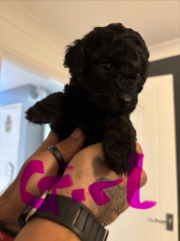 Cockapoo puppies for sale in Bracknell, Berkshire – 7 weeks old - Image 3 of 5