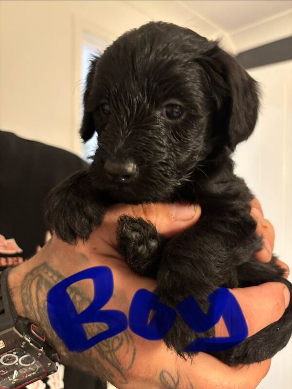 Cockapoo puppies for sale in Bracknell, Berkshire – 7 weeks old - Image 5 of 5