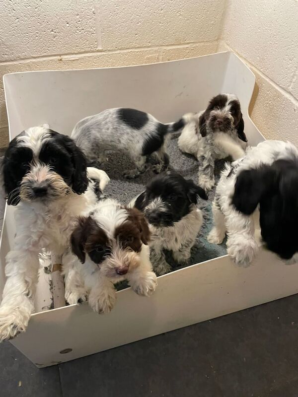 Cockapoo puppies for sale in Wellington, Somerset – 8 weeks old - Image 2 of 4