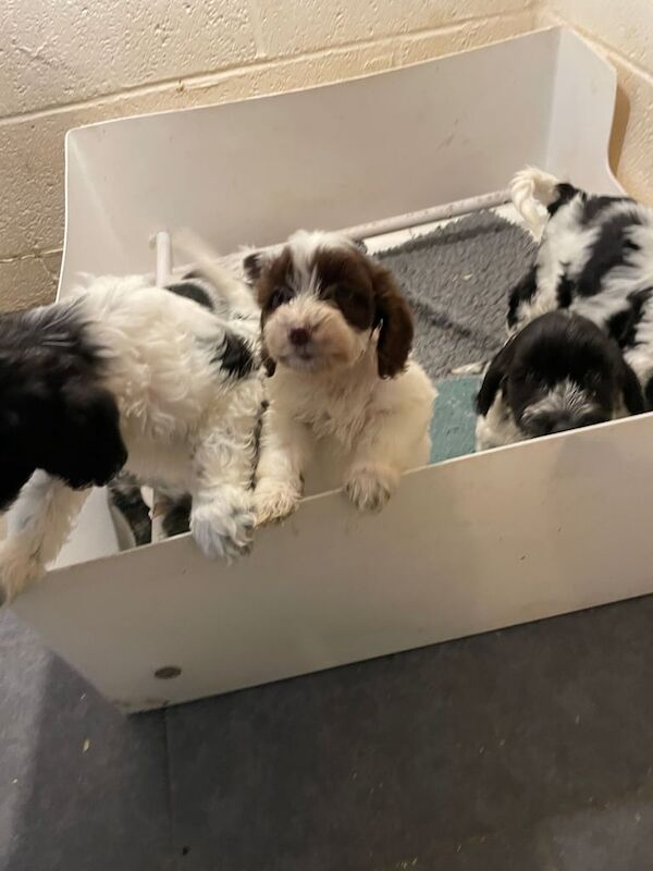 Cockapoo puppies for sale in Wellington, Somerset – 8 weeks old - Image 3 of 4