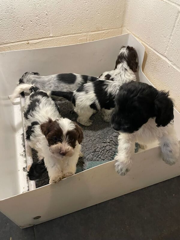 Cockapoo puppies for sale in Wellington, Somerset – 8 weeks old - Image 4 of 4
