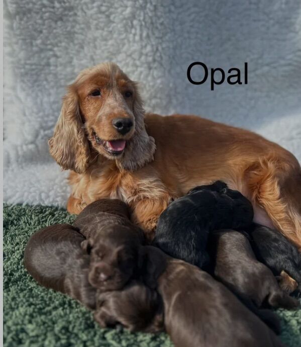 6 Cockapoo puppies ready soon for sale in Upwell, Norfolk