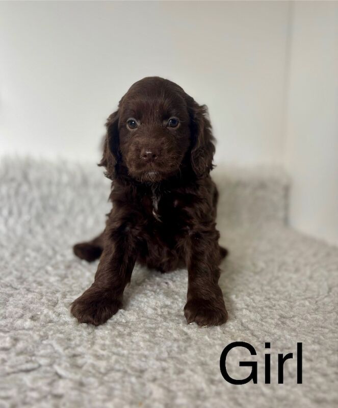 6 Cockapoo puppies ready soon for sale in Upwell, Norfolk - Image 2
