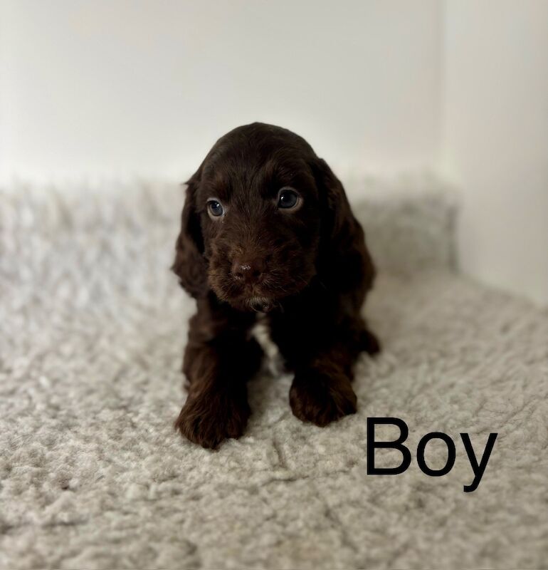 6 Cockapoo puppies ready soon for sale in Upwell, Norfolk - Image 3