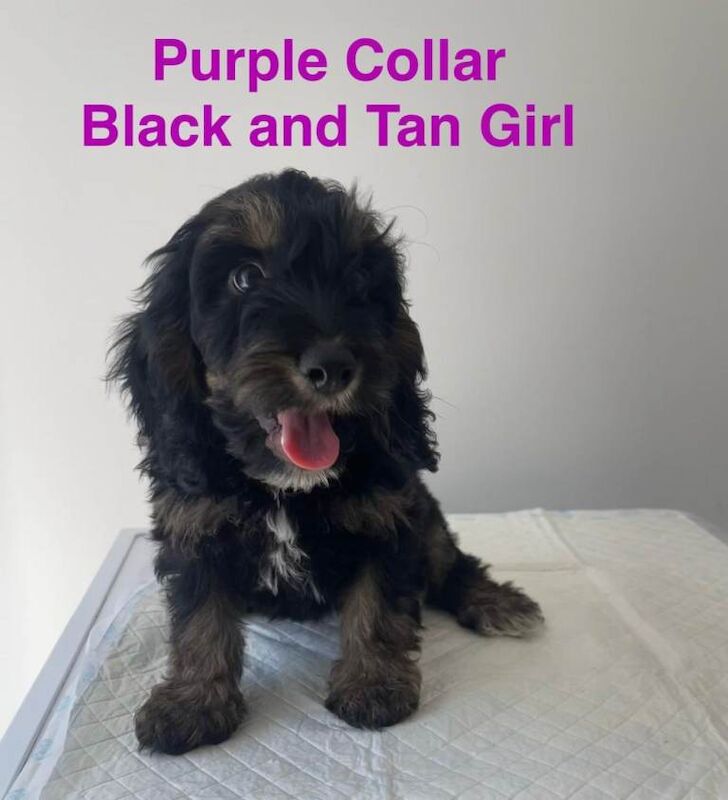 6 F1 Cockapoo Puppies (2 Remaining Ready to leave) - Image 2 of 5