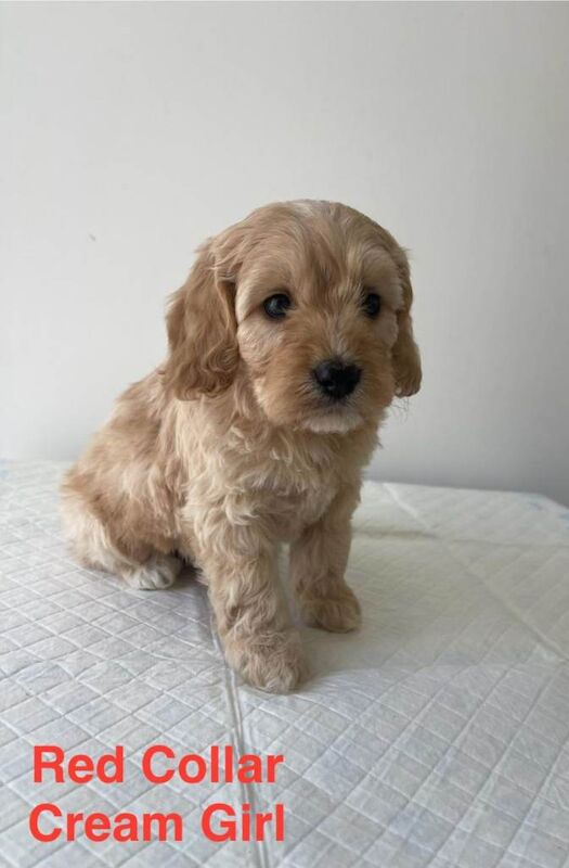 6 F1 Cockapoo Puppies (2 Remaining Ready to leave) - Image 4 of 5