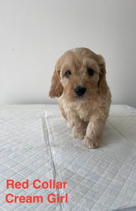 6 F1 Cockapoo Puppies (2 Remaining Ready to leave) - Image 5 of 5