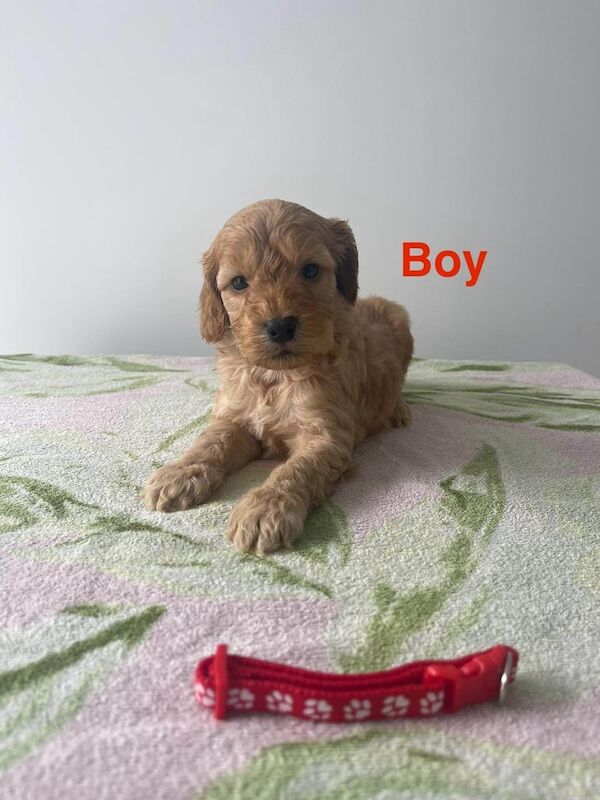 Cockapoo puppies for sale in Kinross, Perth and Kinross – KC registered, 5 weeks old