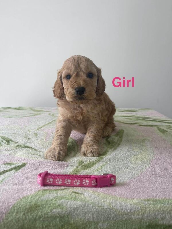 Cockapoo puppies for sale in Kinross, Perth and Kinross – KC registered, 5 weeks old - Image 3 of 3