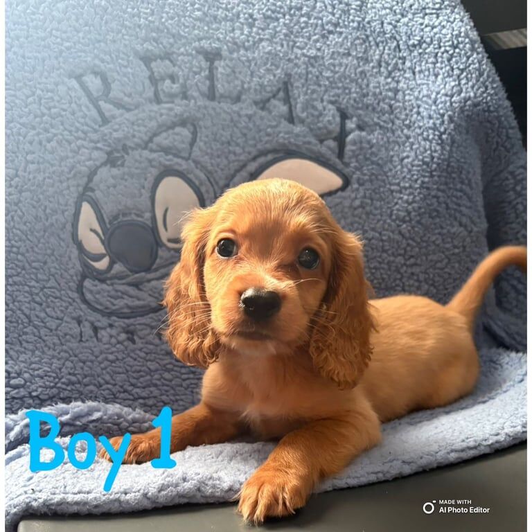 Cockapoo puppies for sale in Rawmarsh, South Yorkshire – 8 weeks old
